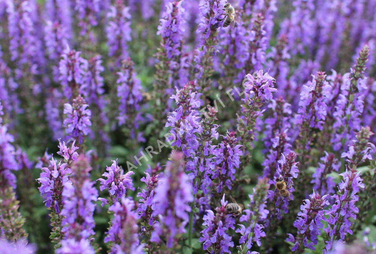 Šalvěj nádherná 'Bordeau Compact Sky Blue' - Salvia superba 'Bordeau Compact Sky Blue'