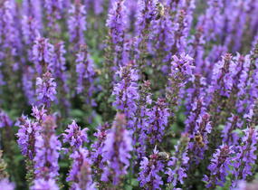 Šalvěj nádherná 'Bordeau Compact Sky Blue' - Salvia superba 'Bordeau Compact Sky Blue'