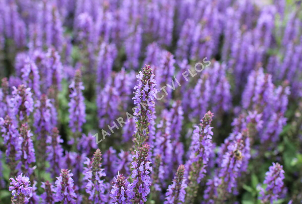 Šalvěj nádherná 'Bordeau Compact Sky Blue' - Salvia superba 'Bordeau Compact Sky Blue'