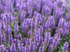 Šalvěj nádherná 'Bordeau Compact Sky Blue' - Salvia superba 'Bordeau Compact Sky Blue'
