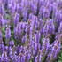 Salvia superba 'Bordeau Compact Sky Blue'.JPG