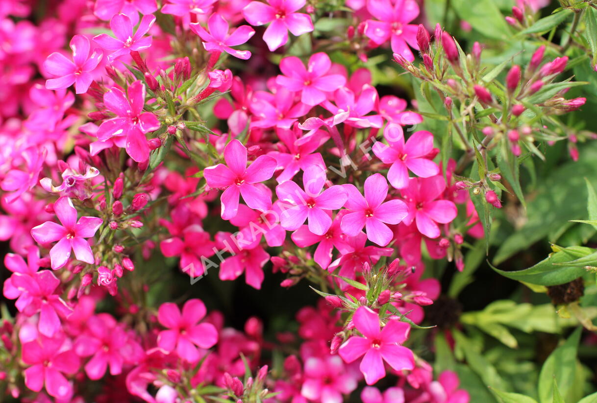 Plamenka latnatá 'Early Red' - Phlox paniculata 'Early Red'