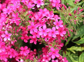 Plamenka latnatá 'Early Red' - Phlox paniculata 'Early Red'