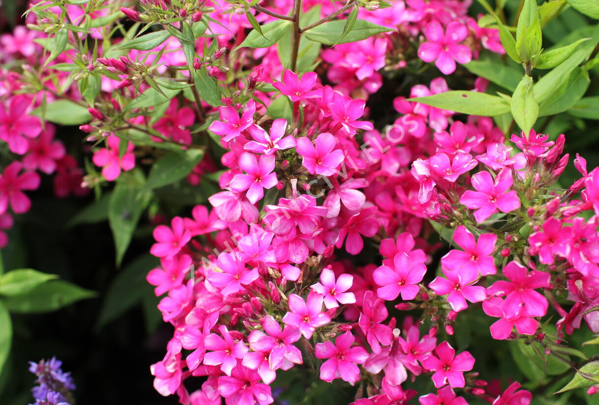 Plamenka latnatá 'Early Red' - Phlox paniculata 'Early Red'