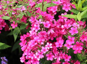 Plamenka latnatá 'Early Red' - Phlox paniculata 'Early Red'