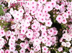 Plamenka latnatá 'Early Pink' - Phlox paniculata 'Early Pink'