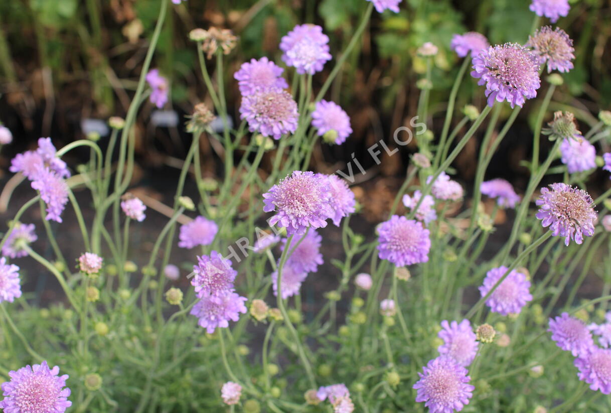 Hlaváč fialový 'Butterfly Blue' - Scabiosa columbaria 'Butterfly Blue'