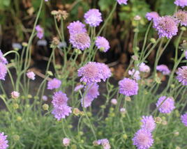 Hlaváč fialový 'Butterfly Blue'