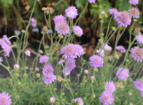 Hlaváč fialový 'Butterfly Blue' - Scabiosa columbaria 'Butterfly Blue'
