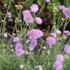 Scabiosa columbaria 'Butterfly Blue'_1.JPG