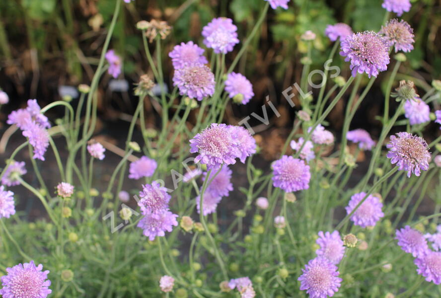 Hlaváč fialový 'Butterfly Blue' - Scabiosa columbaria 'Butterfly Blue'