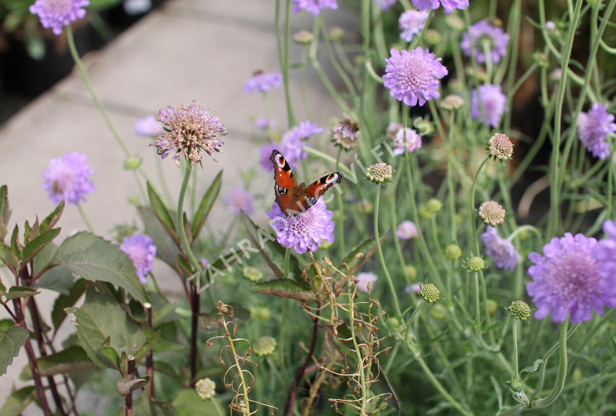 Hlaváč fialový 'Butterfly Blue' - Scabiosa columbaria 'Butterfly Blue'