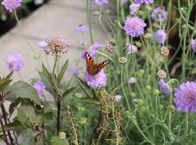 Hlaváč fialový 'Butterfly Blue' - Scabiosa columbaria 'Butterfly Blue'