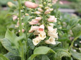 Náprstník červený 'Pollux Peach' - Digitalis purpurea 'Pollux Peach'