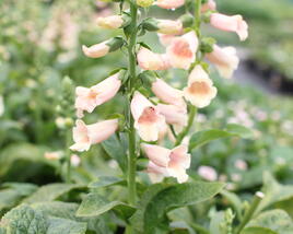 Náprstník červený 'Pollux Peach'