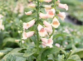 Náprstník červený 'Pollux Peach' - Digitalis purpurea 'Pollux Peach'