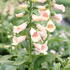 Digitalis purpurea 'Pollux Peach'_1.JPG