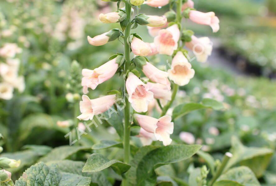 Náprstník červený 'Pollux Peach' - Digitalis purpurea 'Pollux Peach'