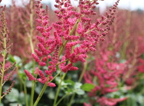 Čechrava čínská 'Hot Pearls' - Astilbe chinensis 'Hot Pearls'