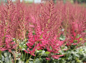 Čechrava čínská 'Hot Pearls' - Astilbe chinensis 'Hot Pearls'