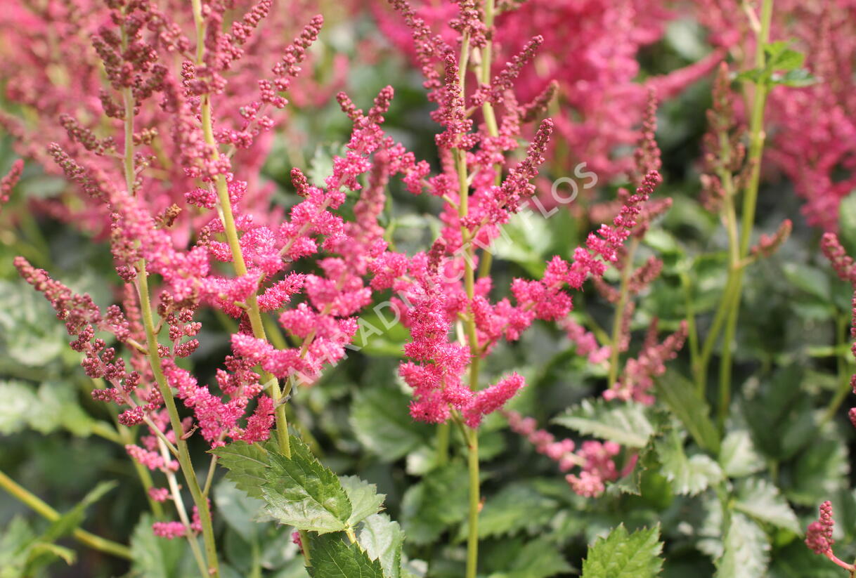 Čechrava čínská 'Hot Pearls' - Astilbe chinensis 'Hot Pearls'