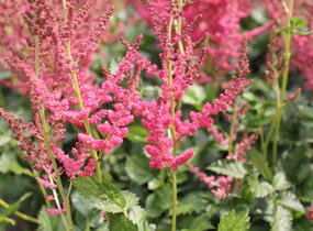 Čechrava čínská 'Hot Pearls' - Astilbe chinensis 'Hot Pearls'