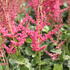 Astilbe chinensis 'Hot Pearls'_1.JPG