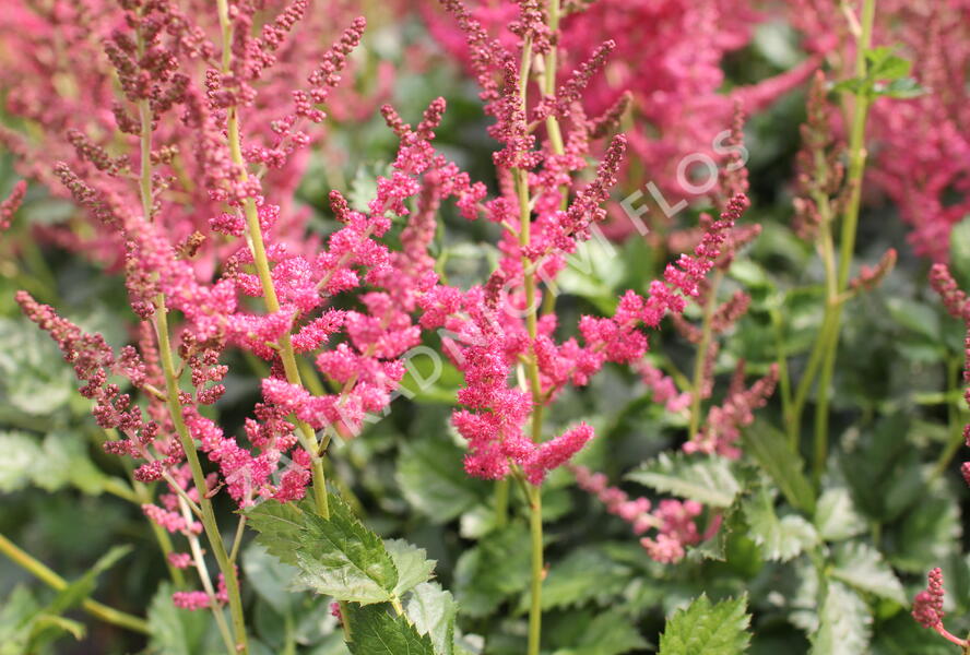 Čechrava čínská 'Hot Pearls' - Astilbe chinensis 'Hot Pearls'