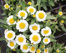 Kopretina nádherná 'Sweet Daisy Shelly'