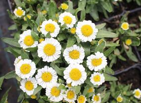 Kopretina nádherná 'Sweet Daisy Shelly' - Leucanthemum x superbum 'Sweet Daisy Shelly'