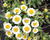 Kopretina nádherná 'Sweet Daisy Shelly'