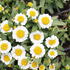 Leucanthemum x superbum 'Sweet Daisy Shelly'.JPG