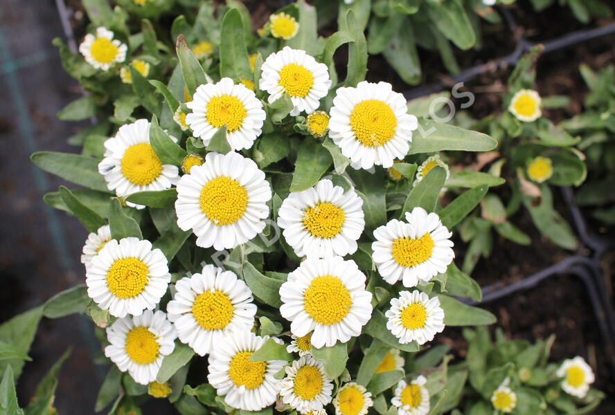 Kopretina nádherná 'Sweet Daisy Shelly' - Leucanthemum x superbum 'Sweet Daisy Shelly'