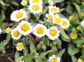 Kopretina nádherná 'Sweet Daisy Shelly' - Leucanthemum x superbum 'Sweet Daisy Shelly'