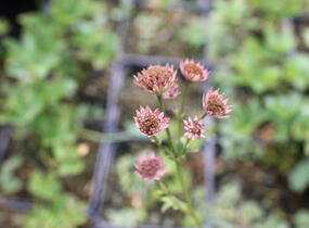 Jarmanka větší 'Red Joyce' - Astrantia major 'Red Joyce'