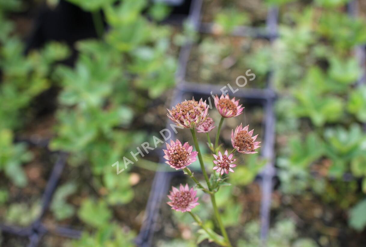 Jarmanka větší 'Red Joyce' - Astrantia major 'Red Joyce'