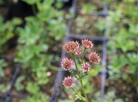 Jarmanka větší 'Red Joyce' - Astrantia major 'Red Joyce'
