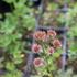 Astrantia major 'Red Joyce'.JPG