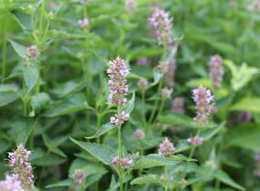 Agastache 'Beelicious Pink' - Agastache hybrida 'Beelicious Pink'
