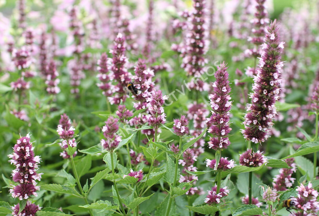 Agastache 'Beelicious Pink' - Agastache hybrida 'Beelicious Pink'