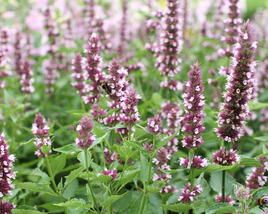 Agastache 'Beelicious Pink'