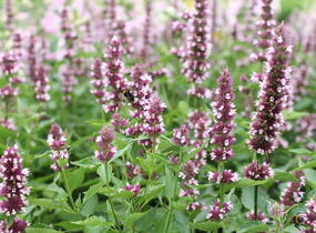 Agastache 'Beelicious Pink' - Agastache hybrida 'Beelicious Pink'