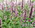 Agastache 'Beelicious Pink'