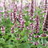 Agastache hybrida 'Beelicious Pink'_2.JPG