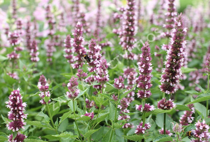 Agastache 'Beelicious Pink' - Agastache hybrida 'Beelicious Pink'