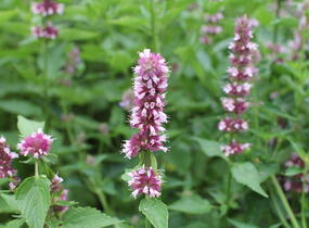 Agastache 'Beelicious Pink' - Agastache hybrida 'Beelicious Pink'
