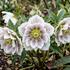 Helleborus orientalis 'Double Ellen White Spotted'.jpg