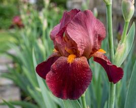Kosatec německý 'Red Orchid'