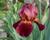 Kosatec německý 'Red Orchid'