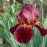 Iris barbata-elatior 'Red Orchid'.jpg